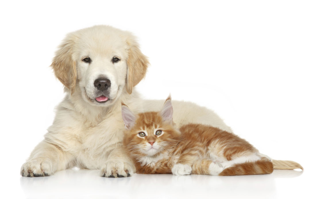 Pet Talk